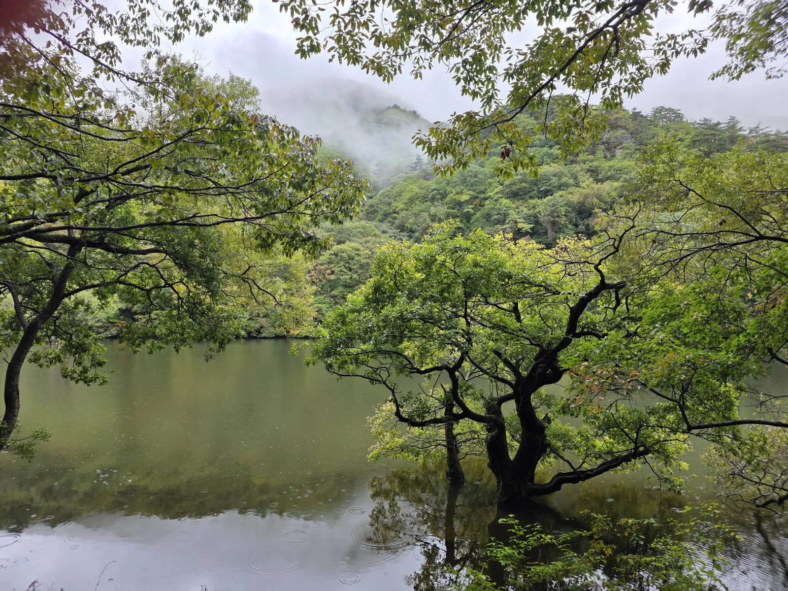 주산지 왕버드나무