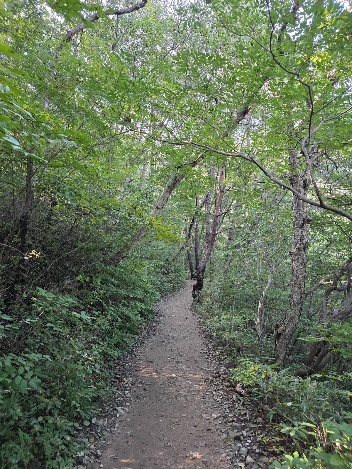 초입의 완만한 산길