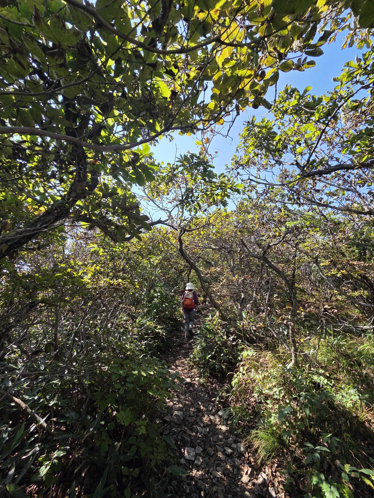 신불산 정상으로 가는 숲길