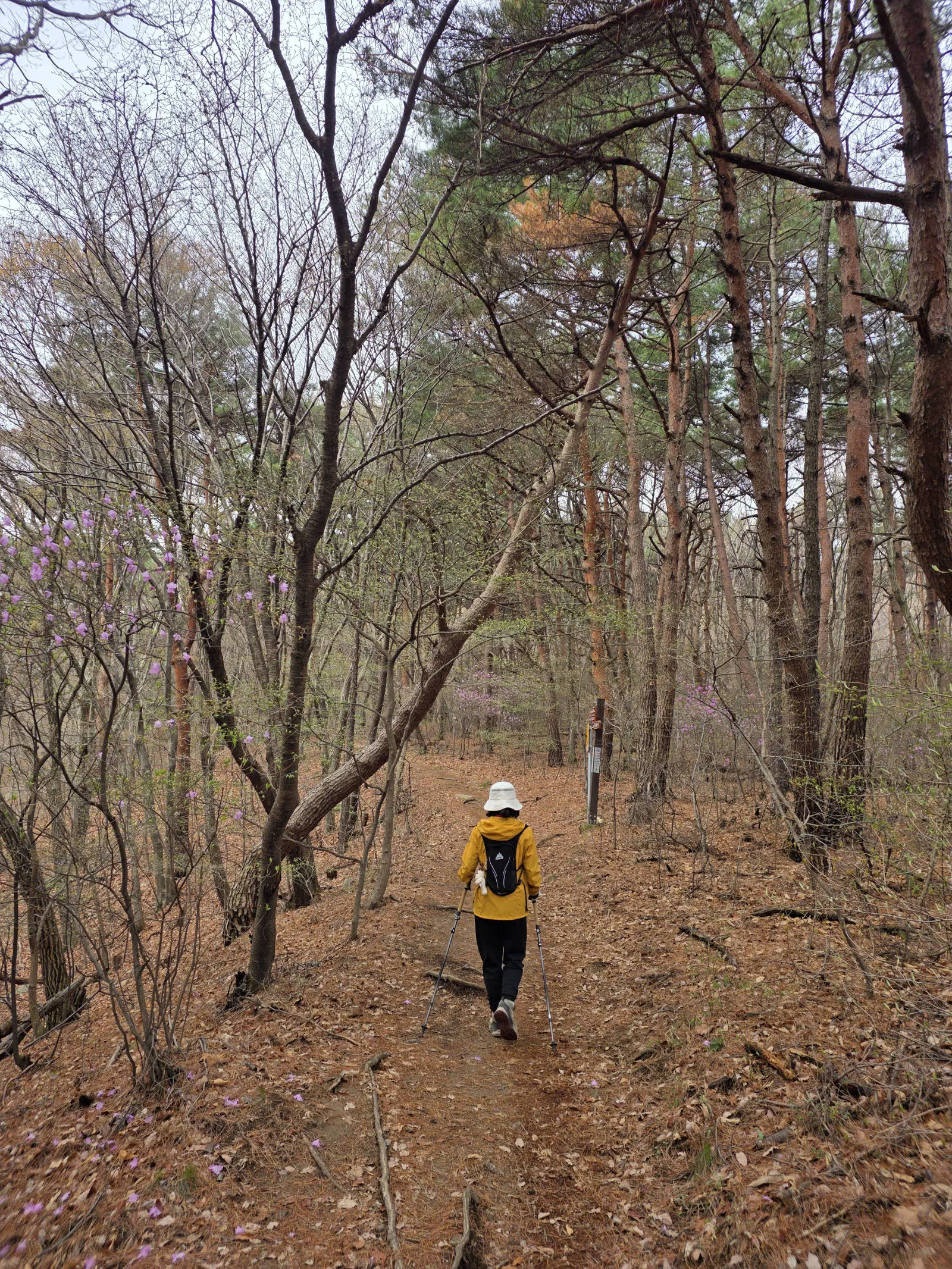 초반의 걷기 좋은 숲길