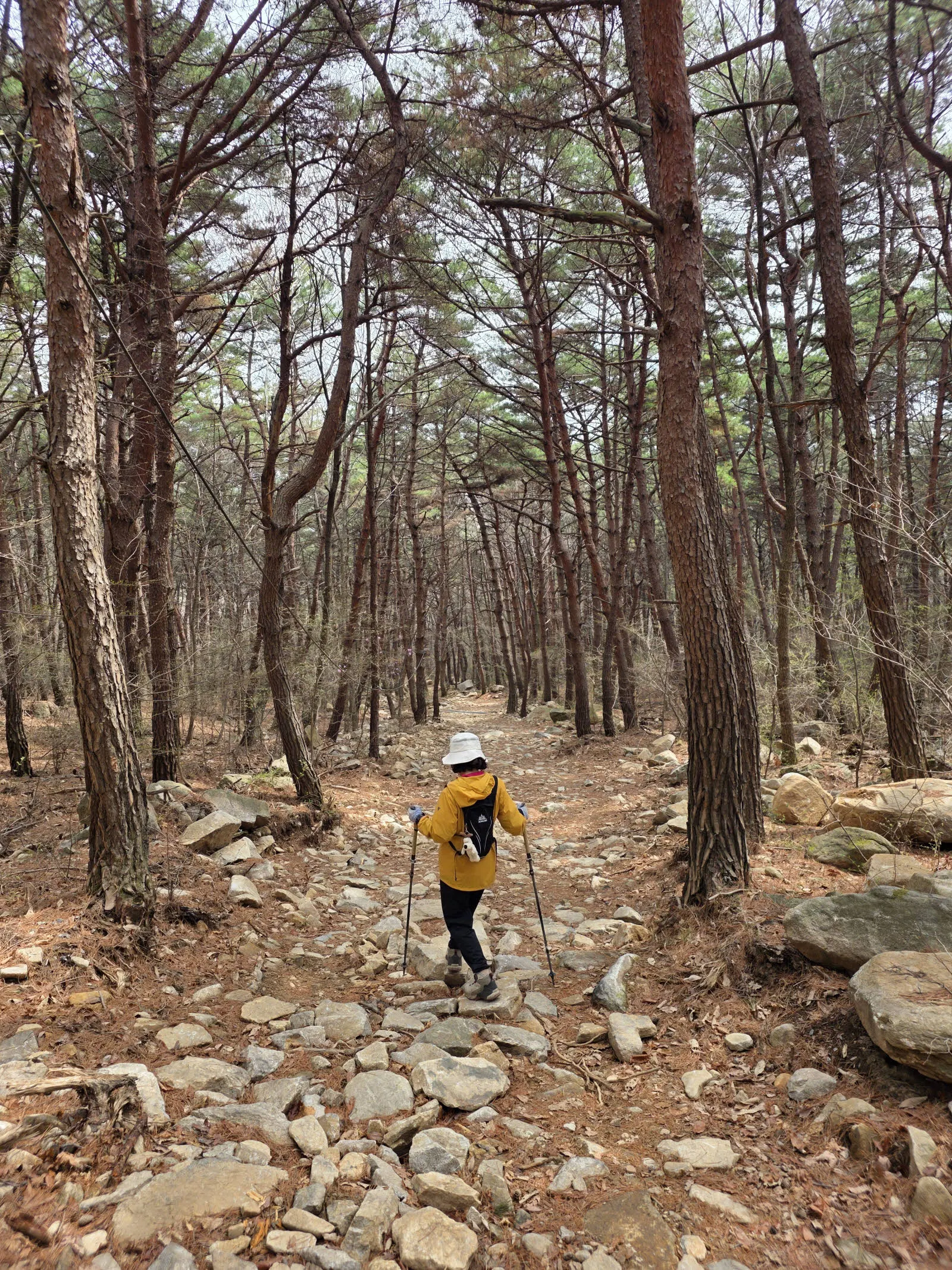 가야산은 참 돌이 많은 산이다.