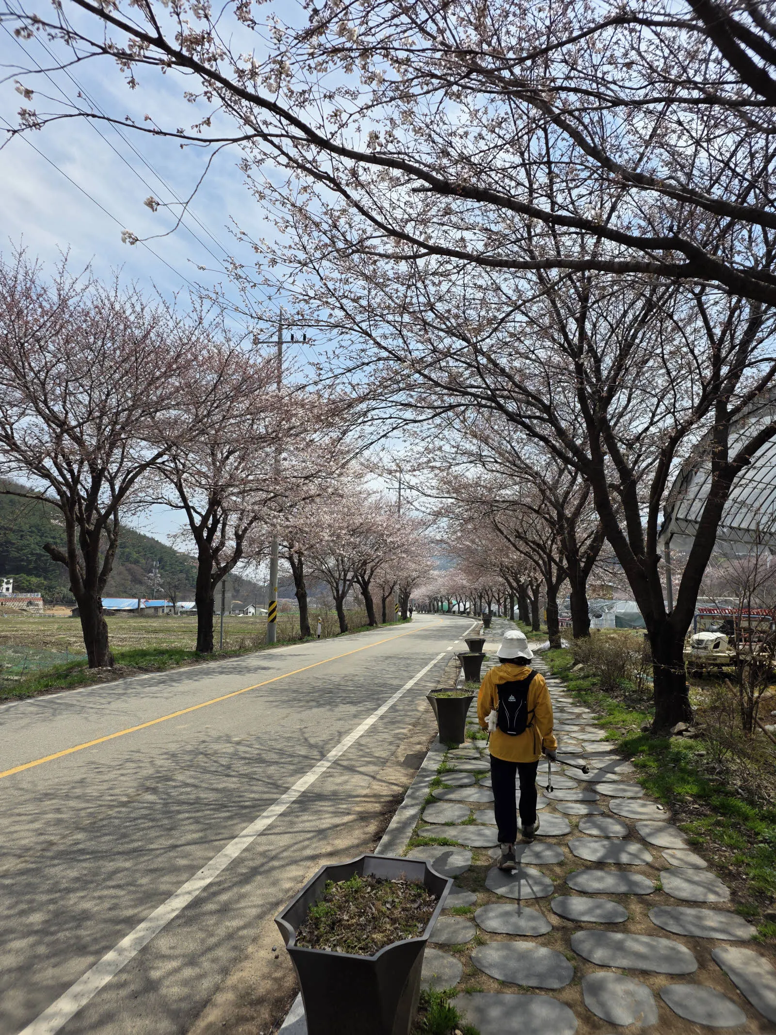 주차장 가는길의 벚꽃길. 도립공원 진입로의 벚꽃이 정말 예뻤다.