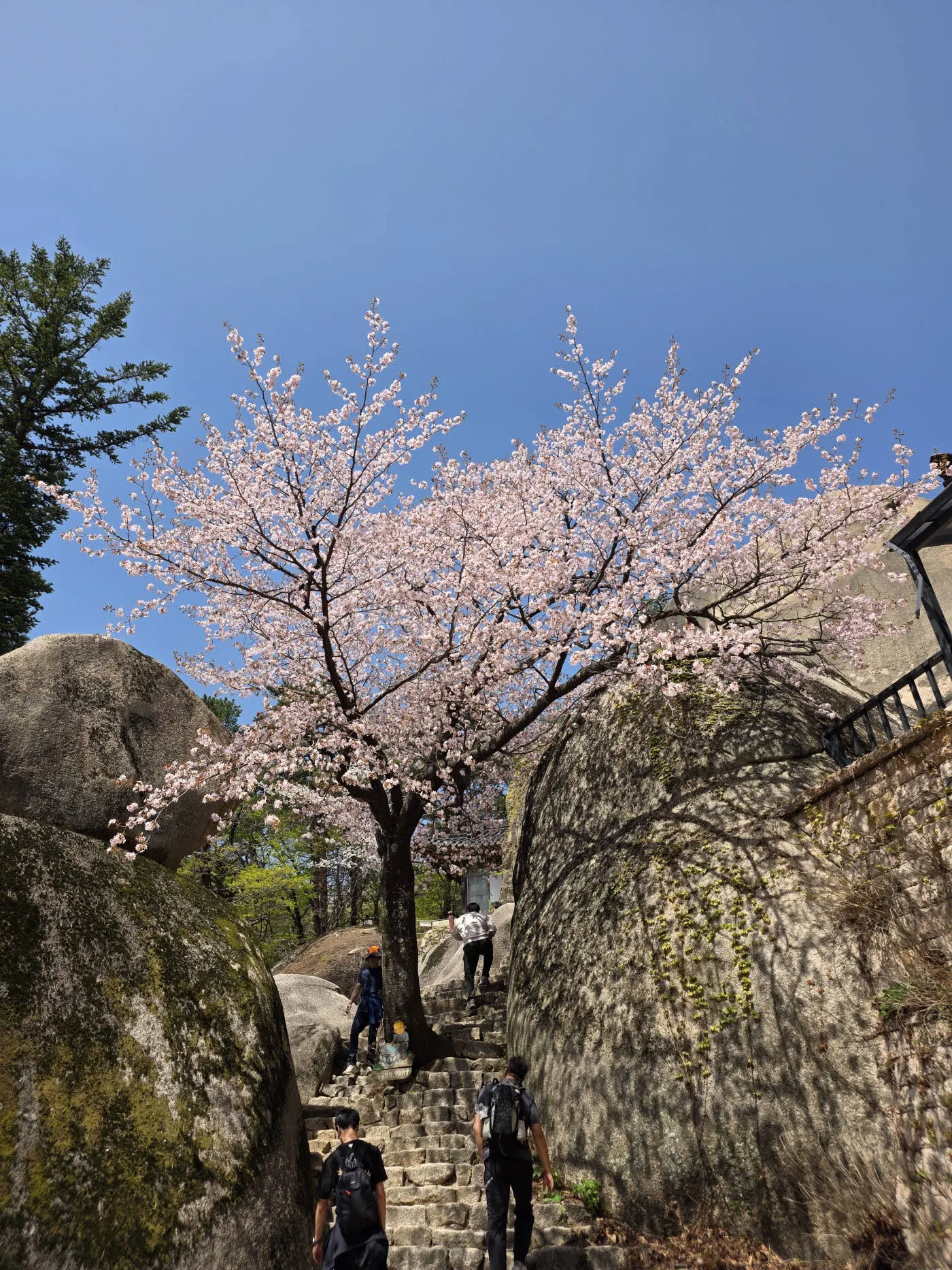 흔들바위와 벗꽃