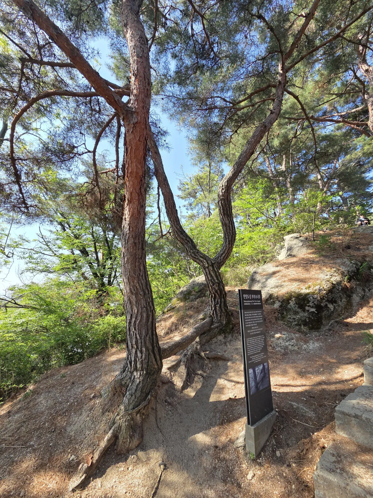 인왕산 연리지 소나무
